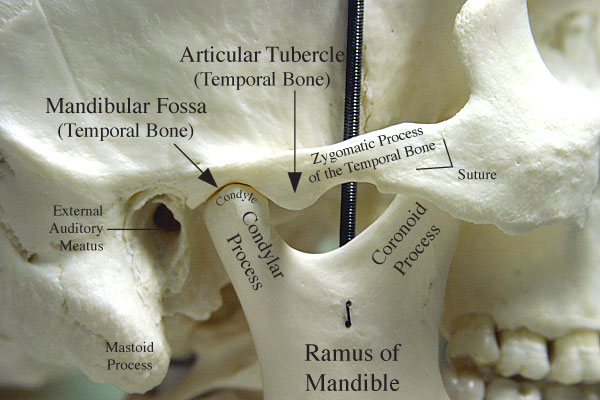 Mandible